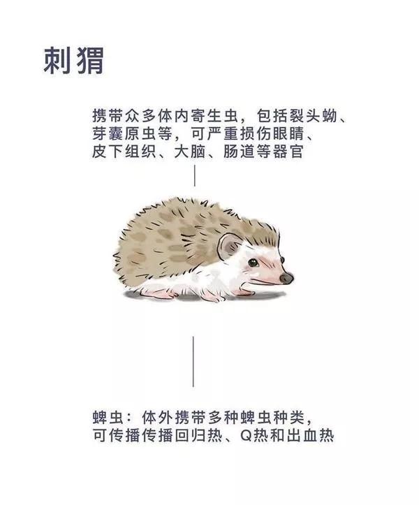 吃野兔都有风险餐桌上的野味藏着哪些致命病毒