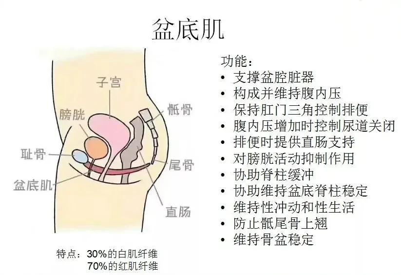 广安如意家我才26岁怎么就控制不住漏尿了呢