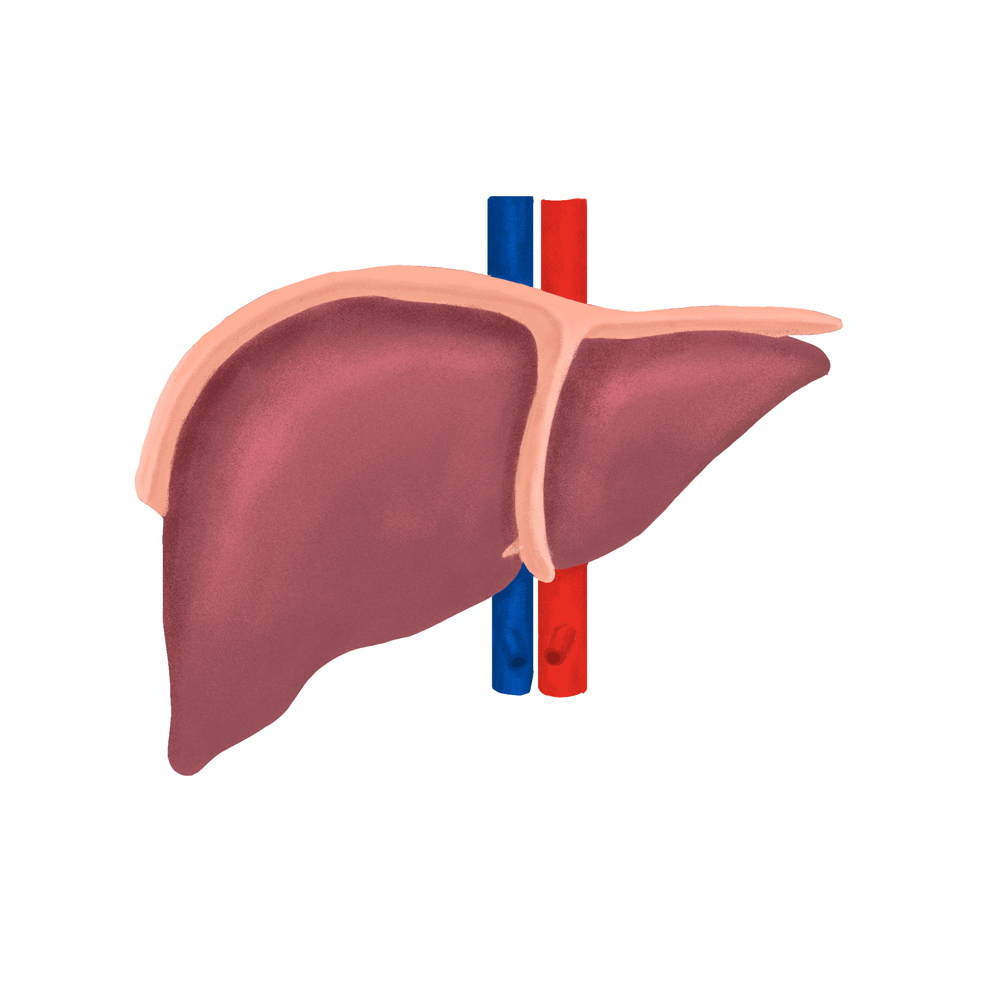 手绘人体器官肝脏线条免抠素材