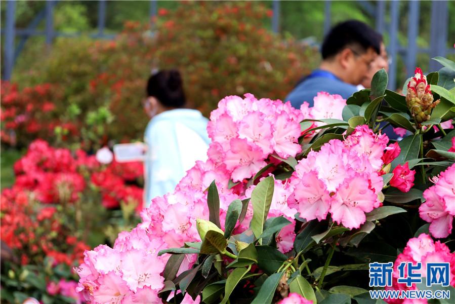 井冈杜鹃花开正艳 一起赶赴这场春日之约
