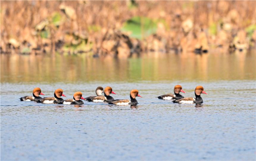 组图丨华北明珠白洋淀迎来众多野生鸟类越冬