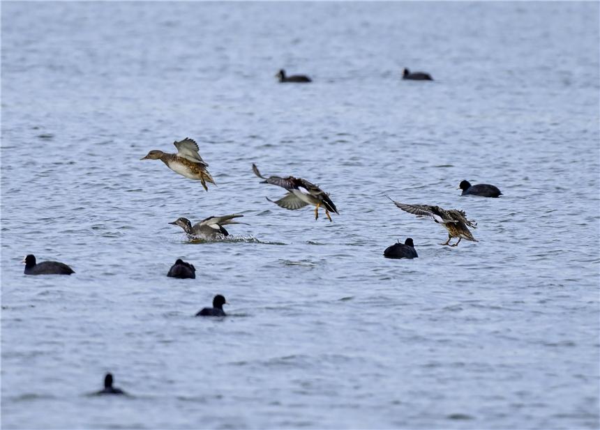 组图丨华北明珠白洋淀迎来众多野生鸟类越冬