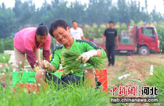 刘穆 摄中新网河北新闻9月8日电(宋敏涛 刘穆)近日,在河北省固安县