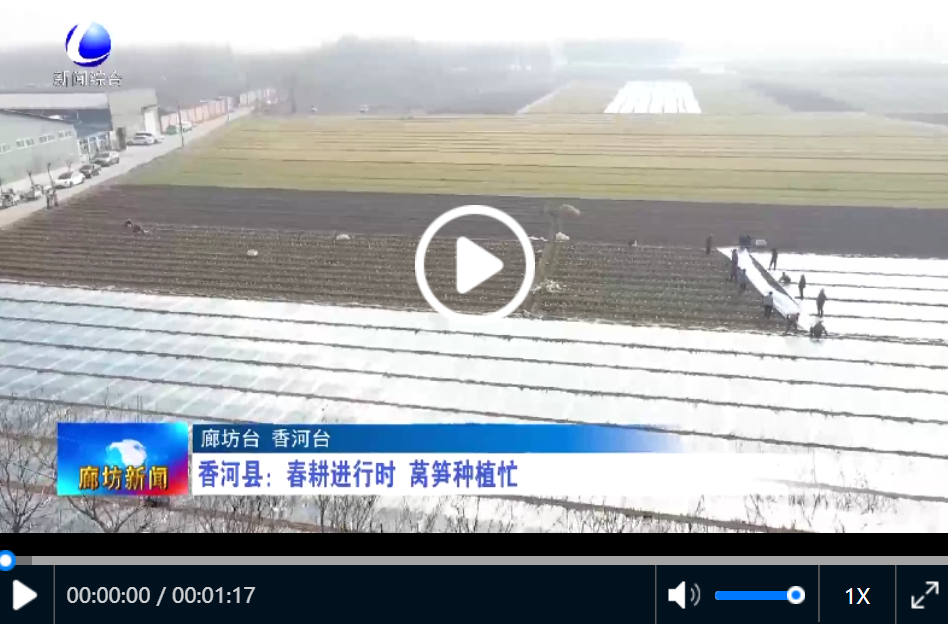 香河县春耕进行时莴笋种植忙