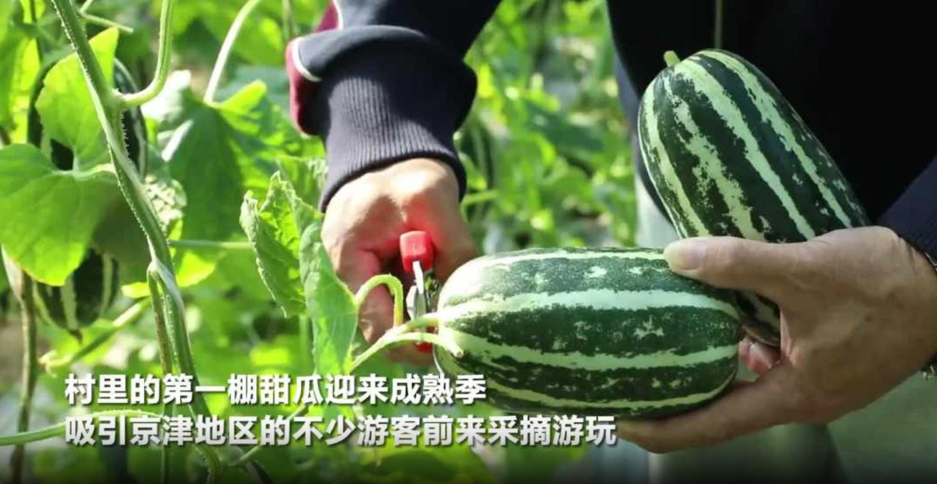 瓜田有喜事廊坊安次区灾后产业恢复喜迎丰收