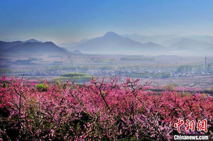 北京平谷国际桃花节4月8日开幕游玩点位将覆盖全区